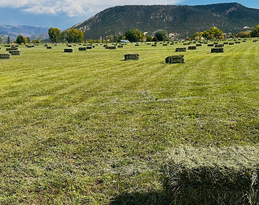 field pic.jpg