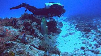 inquisitive moray eel as Diver gluides past on the wreck to reef dive