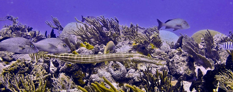 playa reef with trumpet fish