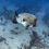 Thumbnail: porcupine puffer fish on playa reef