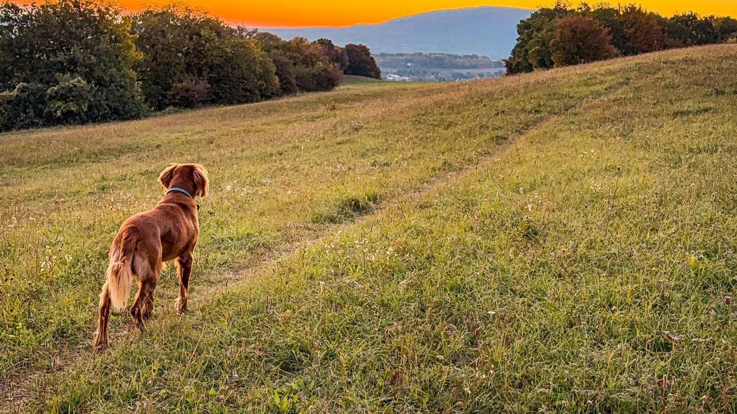 Sonnenaufgang auf dem Langenberg in Bad Harzburg im Harz mit Blick über die Wiesenlandschaft- wenige Gehminuten von der Ferienwohnung Bergblick(e) entfernt