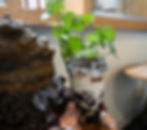 #6 -  Organic Bonsai Grass Jelly