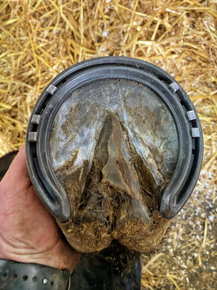 steel racehorse shoe