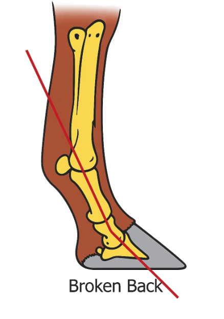 An example of a broken back hoof pastern axis