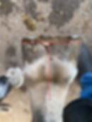 hoof imbalance