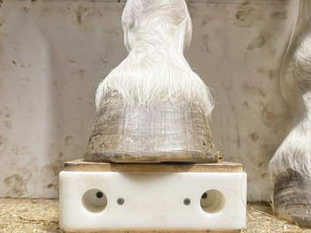 Hoof wall of a horse