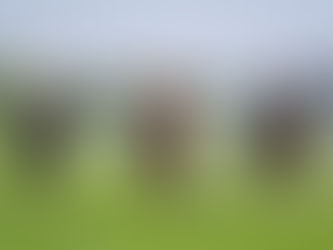 How to shoe racehorses