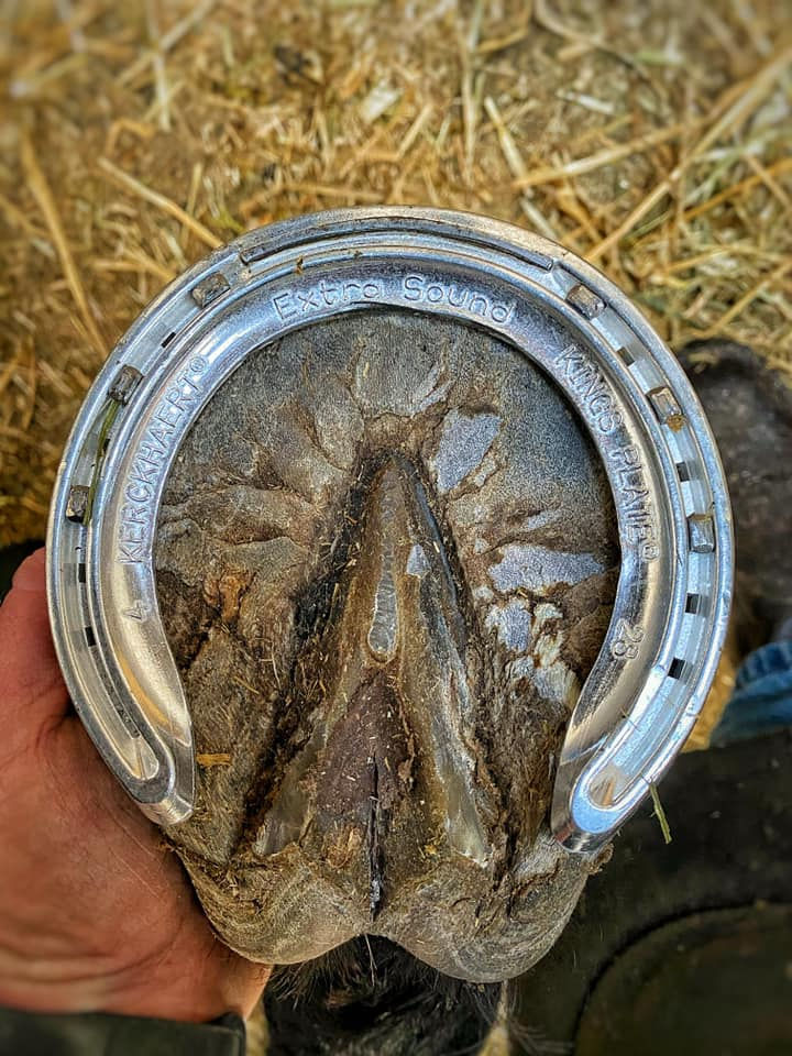 aluminium race horse shoe