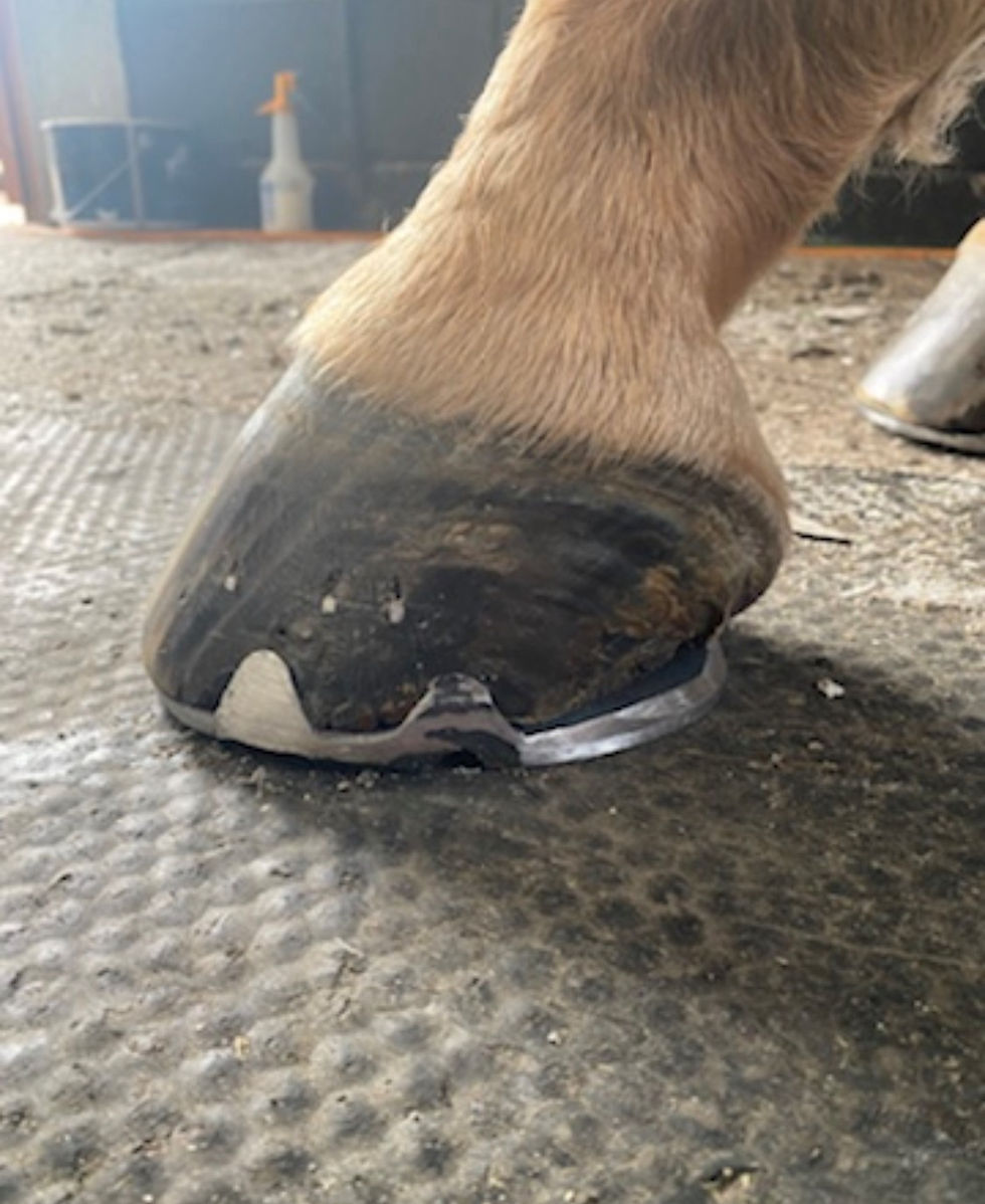 Fig.2 A bar shoe with multiple clips.