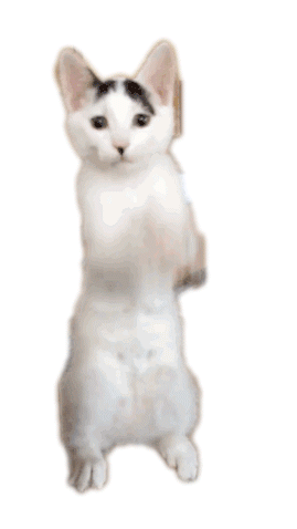 61c97278b639327a17fcf33c5b611634.gif