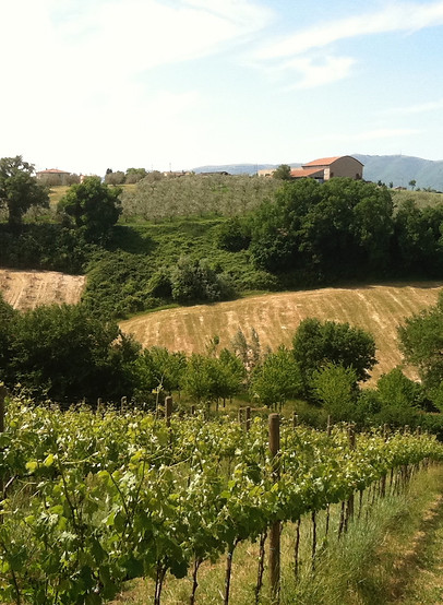 Duccio's vineyard_edited.jpg
