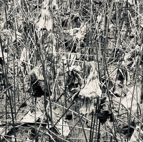 Winter '21 Issue | 2021 冬季刊