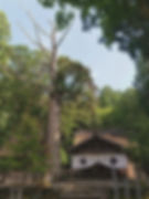 元伊勢内宮 皇大神社 パワースポット 本殿 龍灯の杉 kyoto Japan travel shrine Wish fulfilled - Shinto wedding ceremony