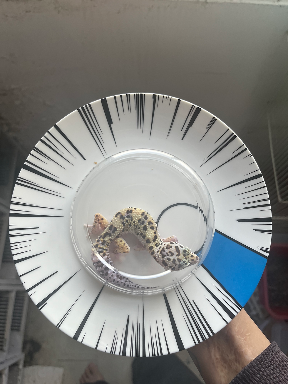 縮圖：豹紋守宮