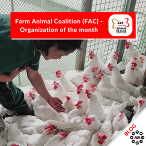 Animal Kingdom Foundation: Farm Animal Coalition - Organization of the month