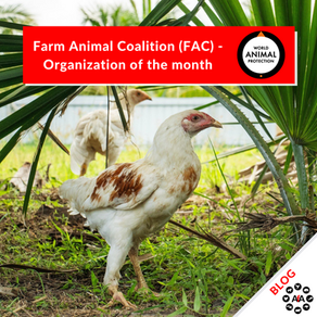 World Animal Protection: Farm Animal Coalition - Organization of the month