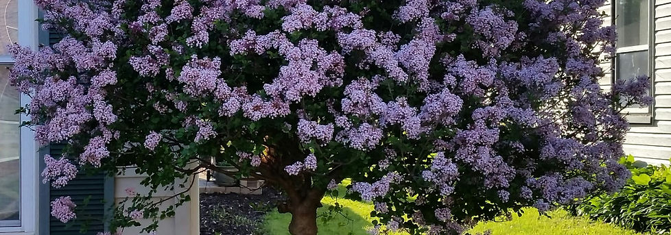 Lilac, dwarf korean on std.jpg