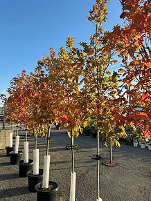 sugar maple-fall 2025_edited.jpg