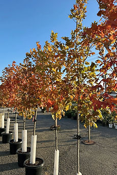 sugar maple-fall 2025_edited.jpg