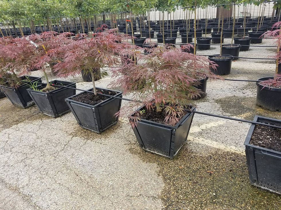 Freeport United States Anne's Nursery