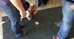 2014.09.21. - A temperamentum-vizsga