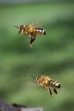 in flight