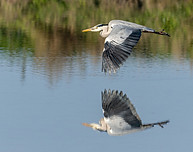 oiseau.jfif