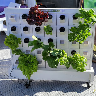 Never have to buy another lettuce