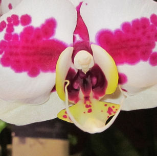 Mark the date & don't be late - for the Melbourne International Flower & Garden Show