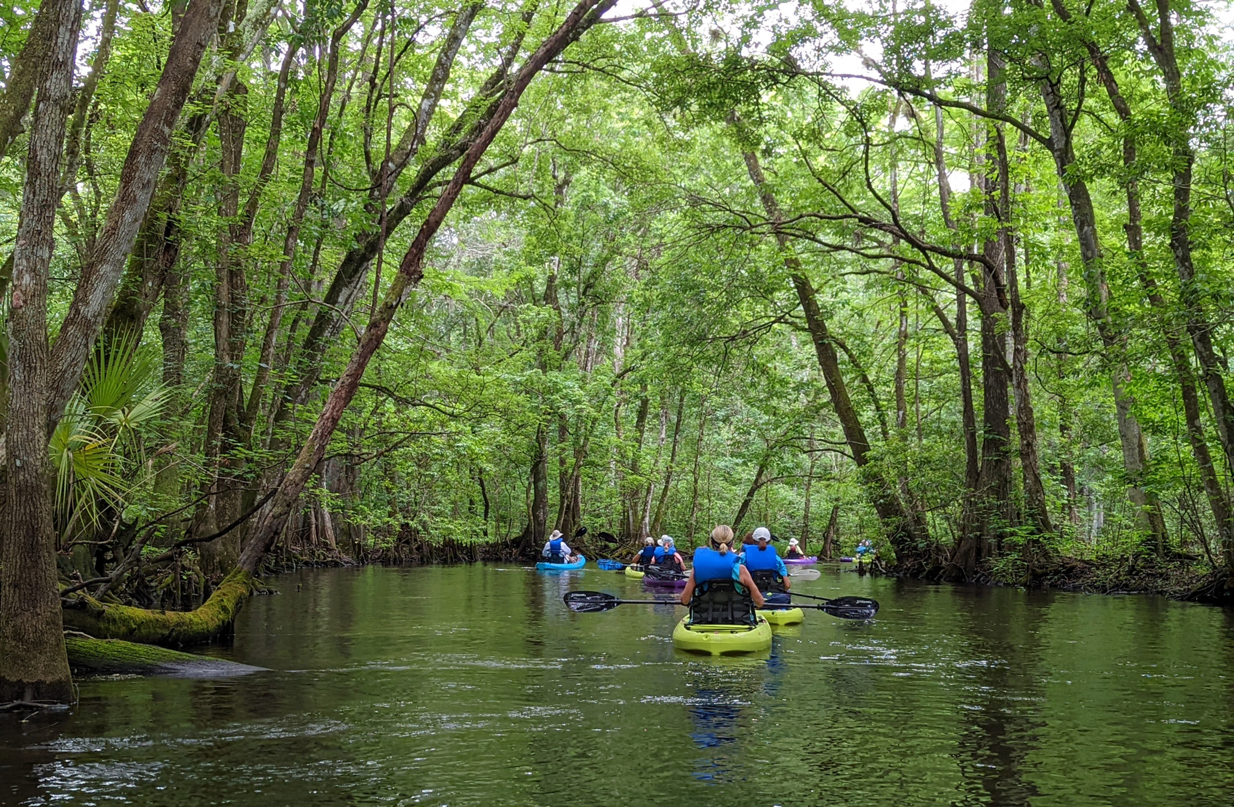 Picture of Kayak & Manatee Tours in Florida: Nature Coast Eco Tours