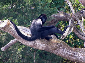 Monkey Island Homosassa Springs Boat Ride Tour Homosassa River
