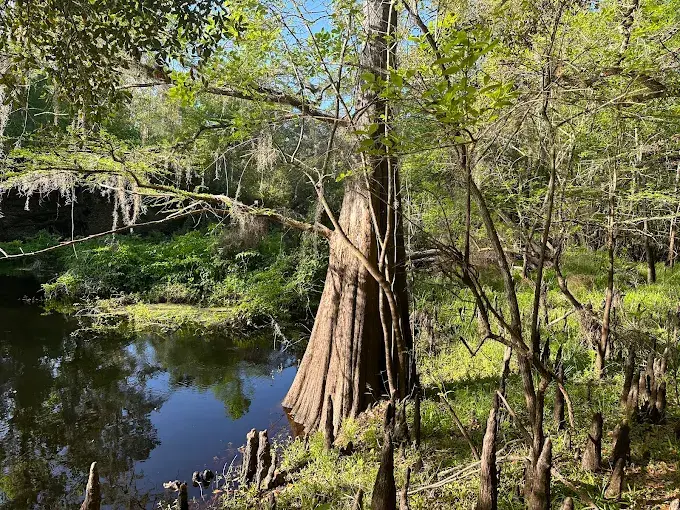 Cypress Trees at Croom River Trail Florida
