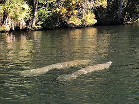 Manatees Homosassa River