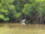 Birdwatching Crystal River Mangroves Nature Coast Eco Tours