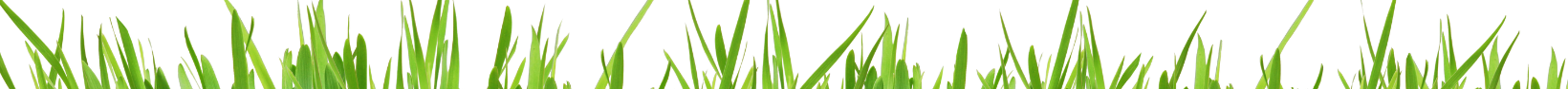 Grass Image.png