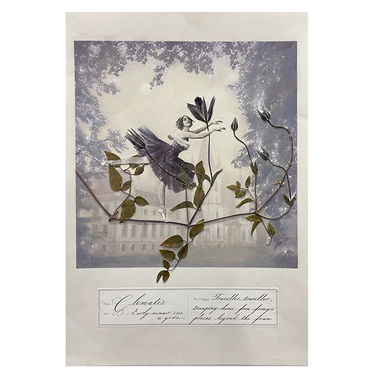 合田ノブヨ 押し花帖 クレマチス.jpg