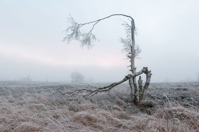 20181121_Brouillard en fagnes_3218.jpg