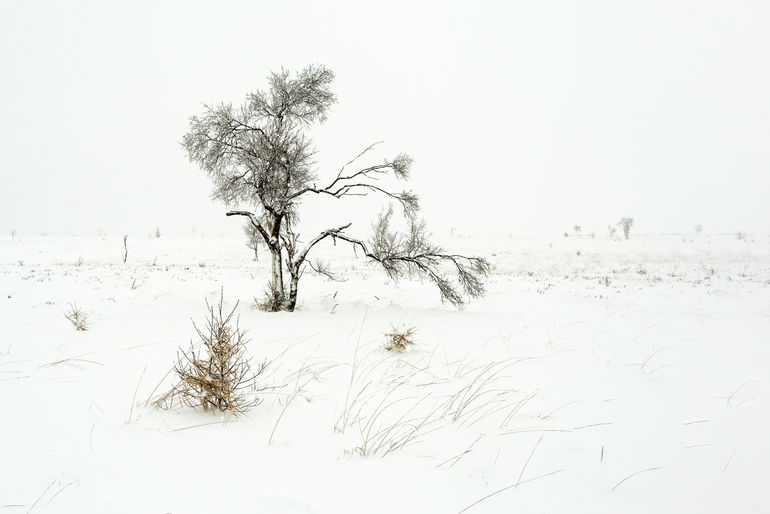 20180119_Fagnes sous la neige_4875 copie.jpg