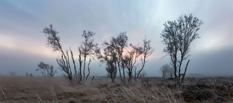 20181121_Brouillard en fagnes_3222 copie.jpg