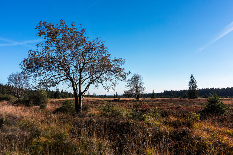 20181004_Fagne_1470 copie.jpg