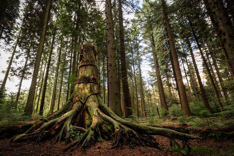 Hertogenwald_ (4).jpg