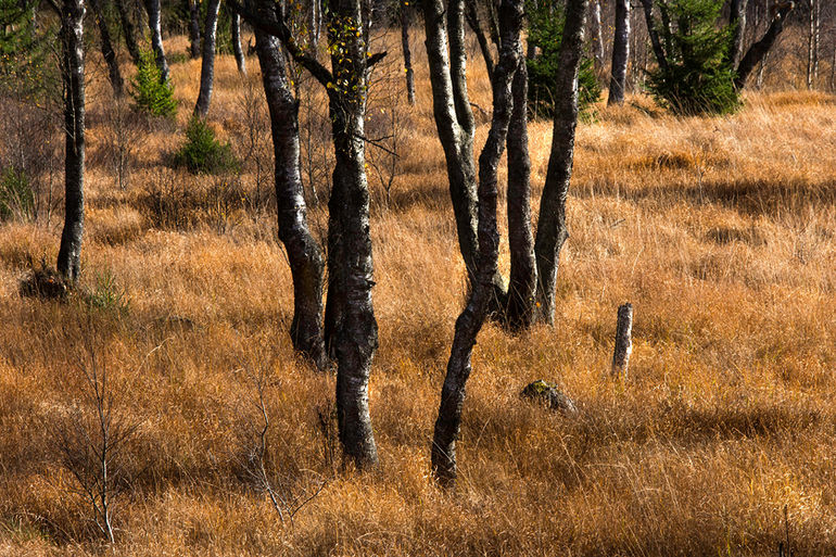 Le Bongart_9999_502.jpg