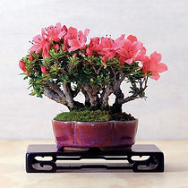 Bonsai5_edited.jpg