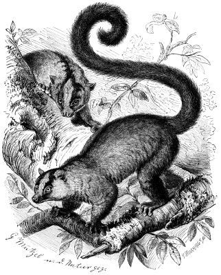 Eastern Fork-Marked Lemur
