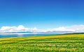 qinghai-lake-summer-768.jpg