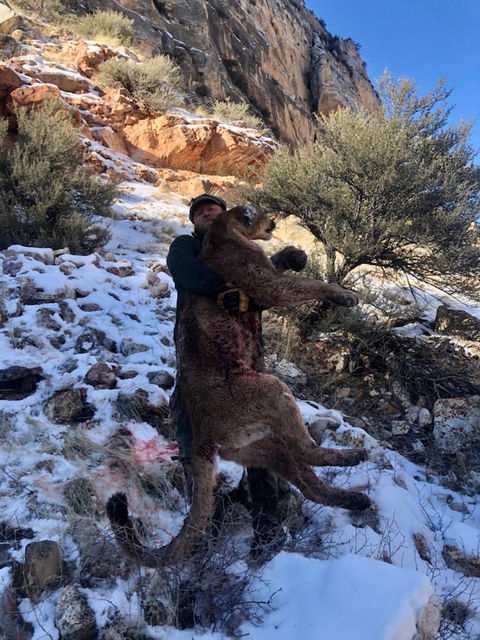 Wyoming Guided Mountain Lion Hunt with O'Brien Creek Outfitters
