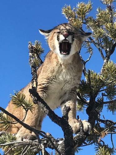 Wyoming Guided Mountain Lion Hunt with O'Brien Creek Outfitters, Wyoming Mountain Lion Outfitter