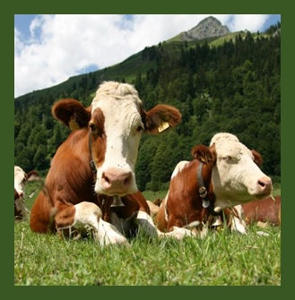 Magnetic All-n-One Message Center Calendar