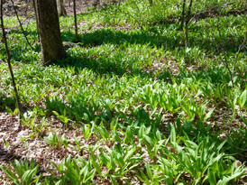 Wild ramp patch (Wikle)