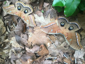 Polyphemus moth (Wikle)